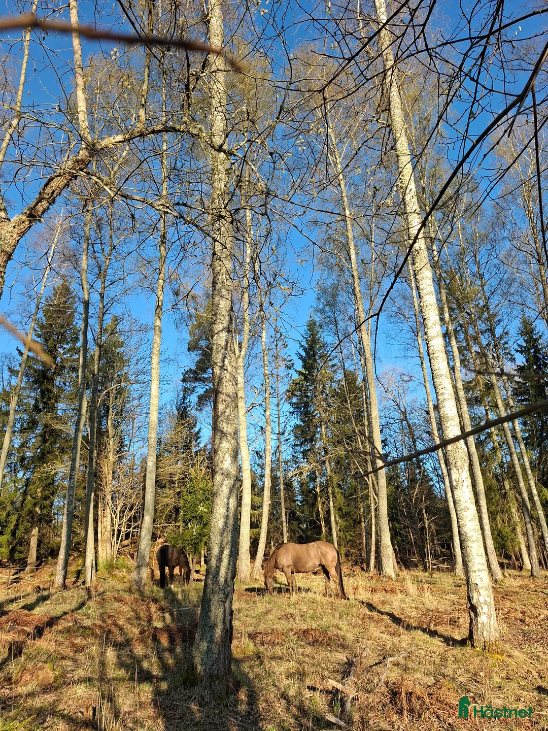  stallplats finnes: Lösdriftsplats med stall - Annons 5