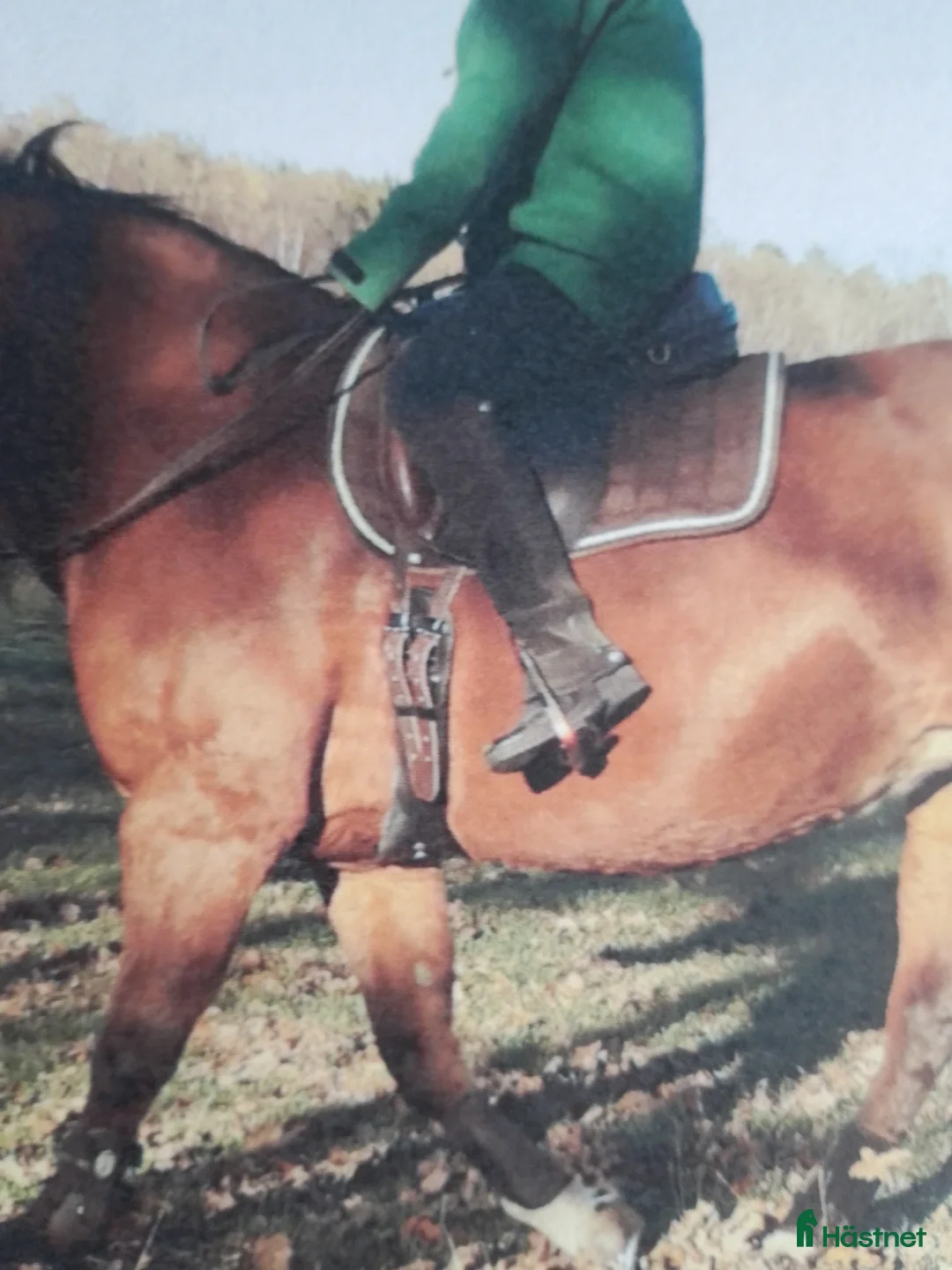 Sadeltillbehör hästutrustning till salu: 80 cm vadderad sadelgjord i Fågelmara - Annons 4