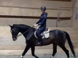 hästservice Sommarbete/träning/tävling mm - Annons 4