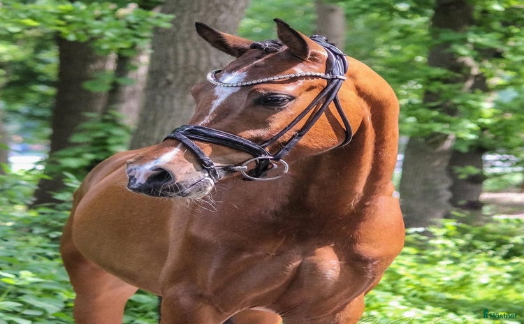  hästar i Torsby - Annons 8