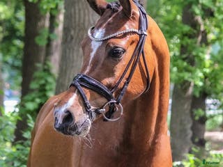 hästar Topp dressyrponny till salu i Torsby - Annons 15