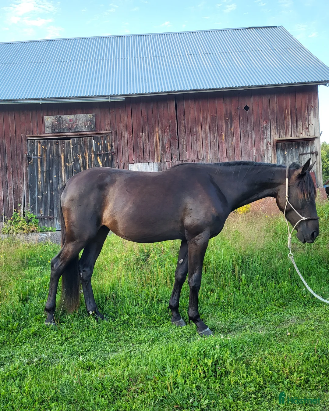 Allround hästar till salu: Snygg blivande ridtravare  i Karlstad - Annons 2