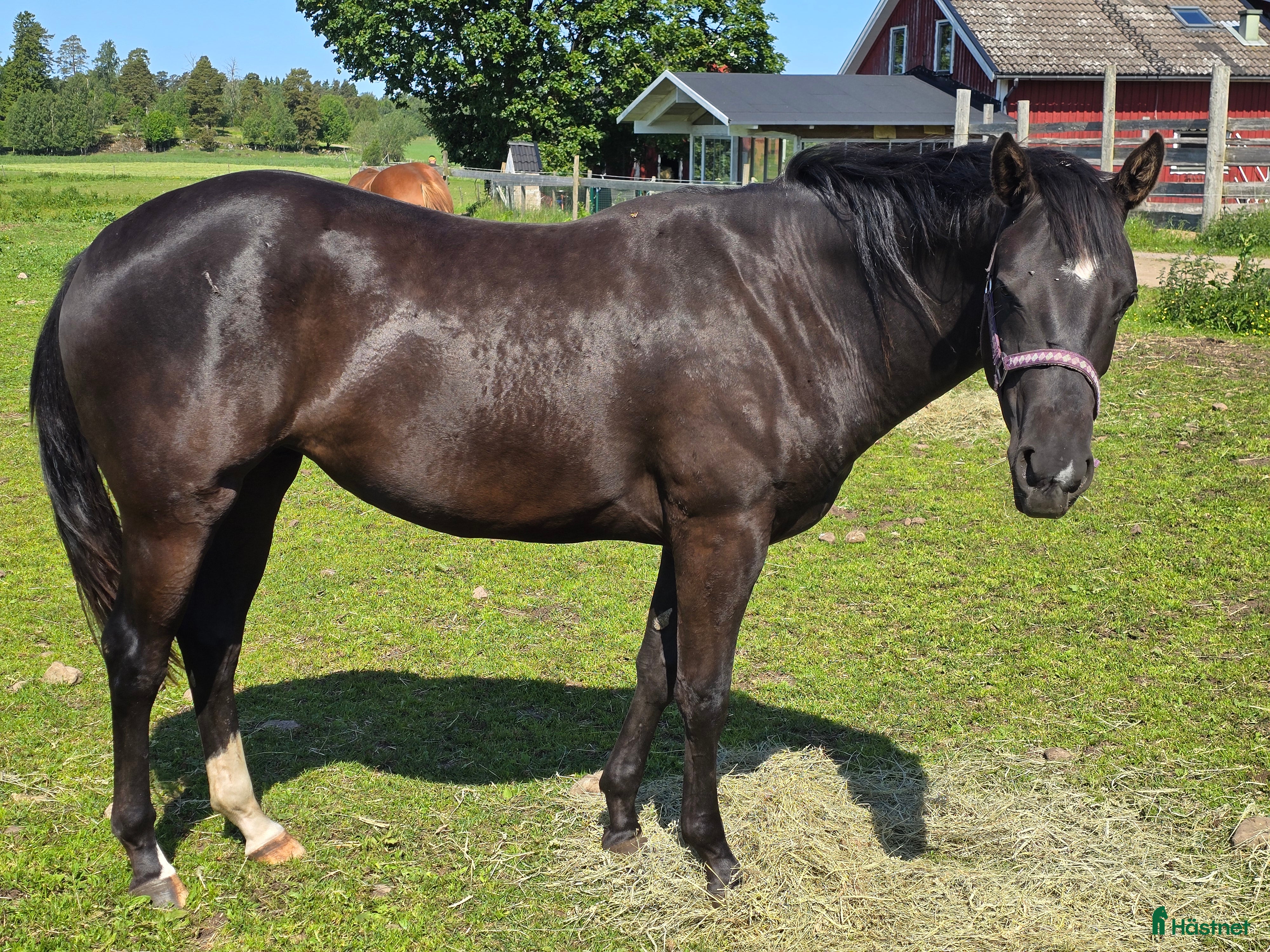  hästar Solid paint valack i Trädet - Annons 15