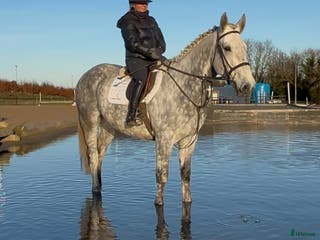 hästar Gentlemen Irish Draught i Stockholm - Annons 7