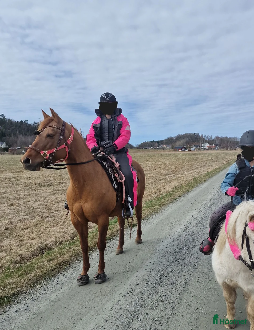 Allround hästar till salu: Vackert quarter-sto - Annons 2