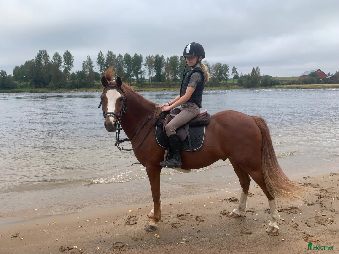 Hoppning hästar till salu: RacerRäka för de lägre klasserna 🏎️🦐 - Annons 3