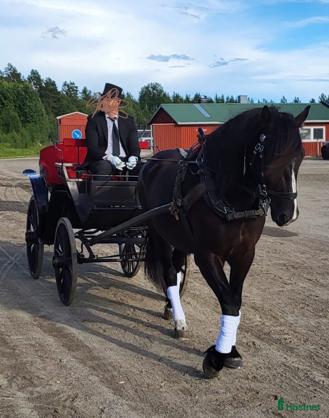 Allround hästar till salu: Allround häst, riktig toppenkille i Tungelsta - Annons 8