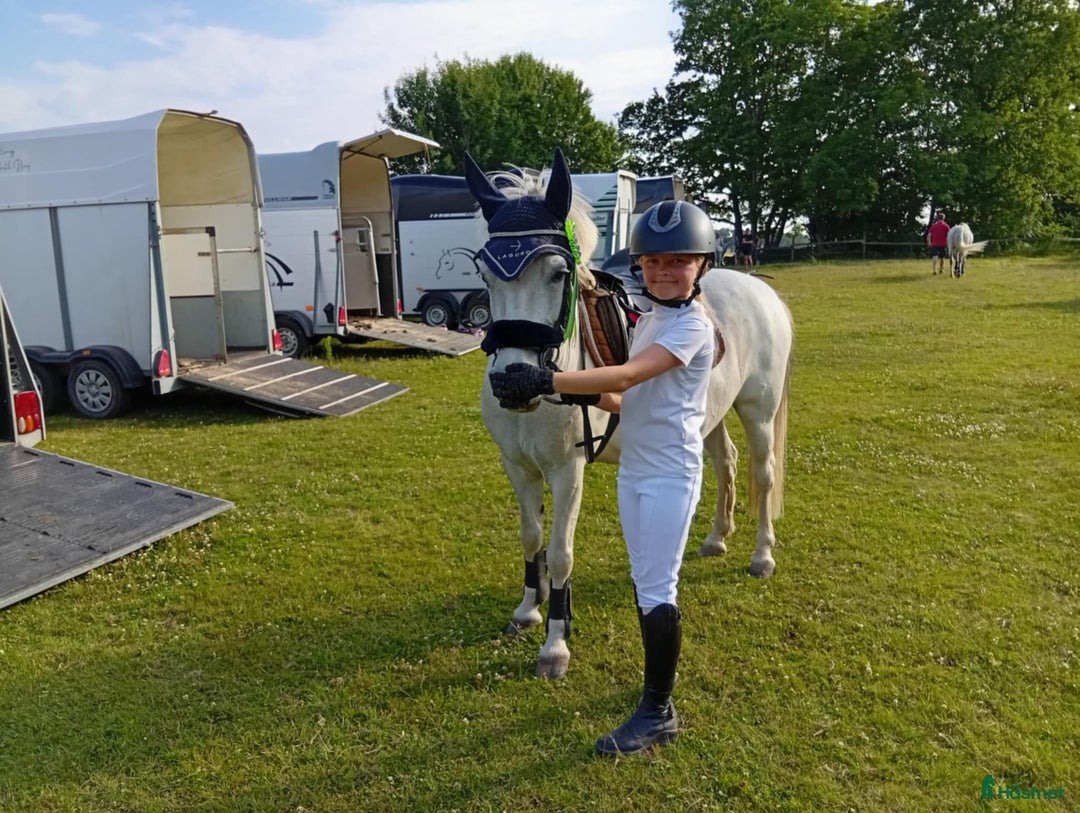 Allround hästar till salu: Ponny för den som vill tävla eller ha en bästa vän i Haverdal - Annons 4