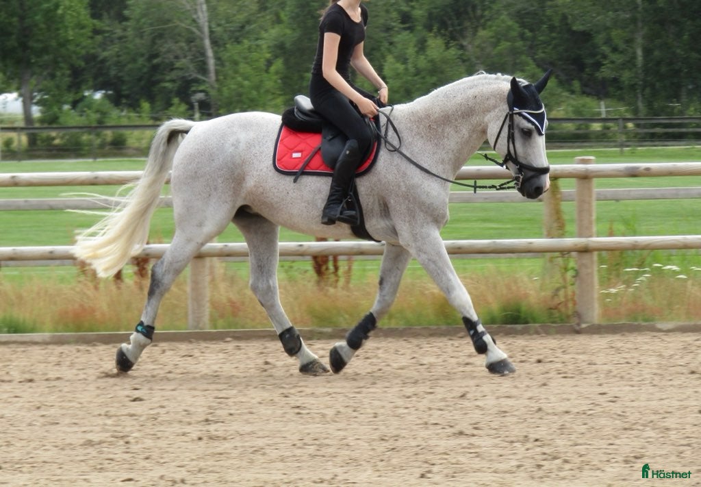  hästar Sto med stort hjärta - rehab/avel  - Annons 11