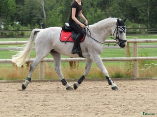 hästar Sto med stort hjärta - rehab/avel i Vallda - Annons 2