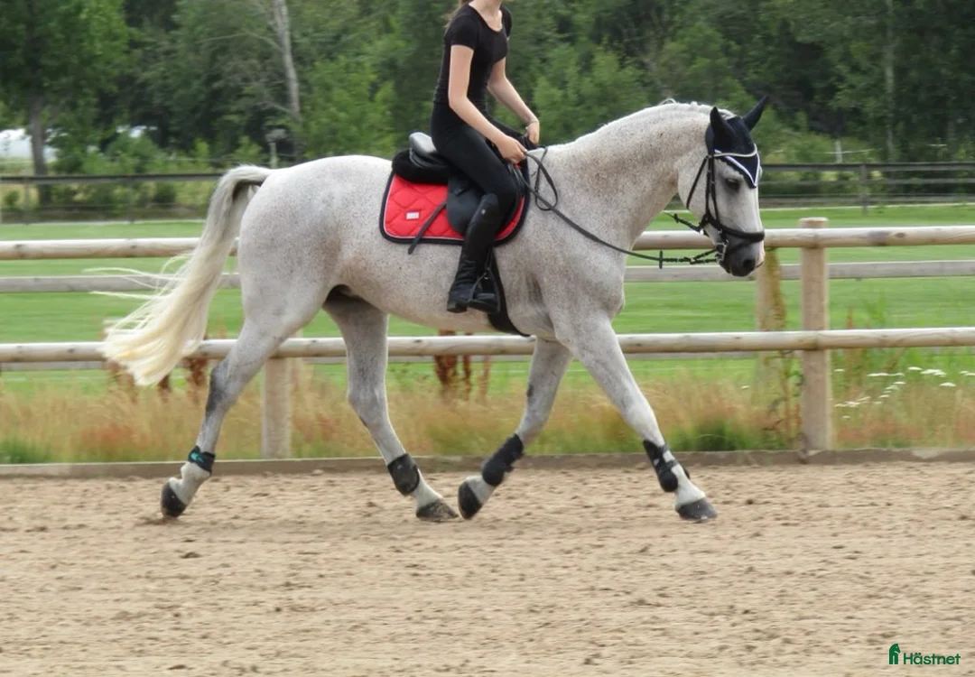 Allround hästar till salu: Sto med stort hjärta - rehab/avel  - Annons 1