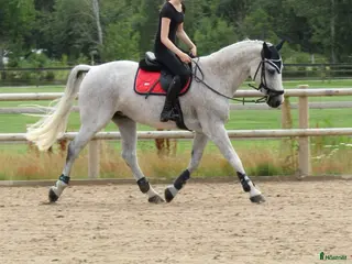 hästar Sto med stort hjärta - rehab/avel - Annons 11