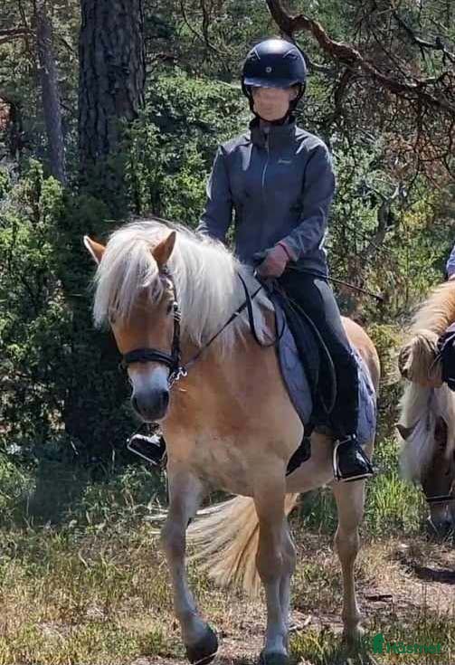  hästar Vackert gotlandsruss med ett hjärta av guld i Visby - Annons 11