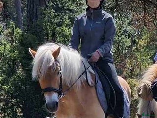 hästar Vackert gotlandsruss med ett hjärta av guld i Visby - Annons 11