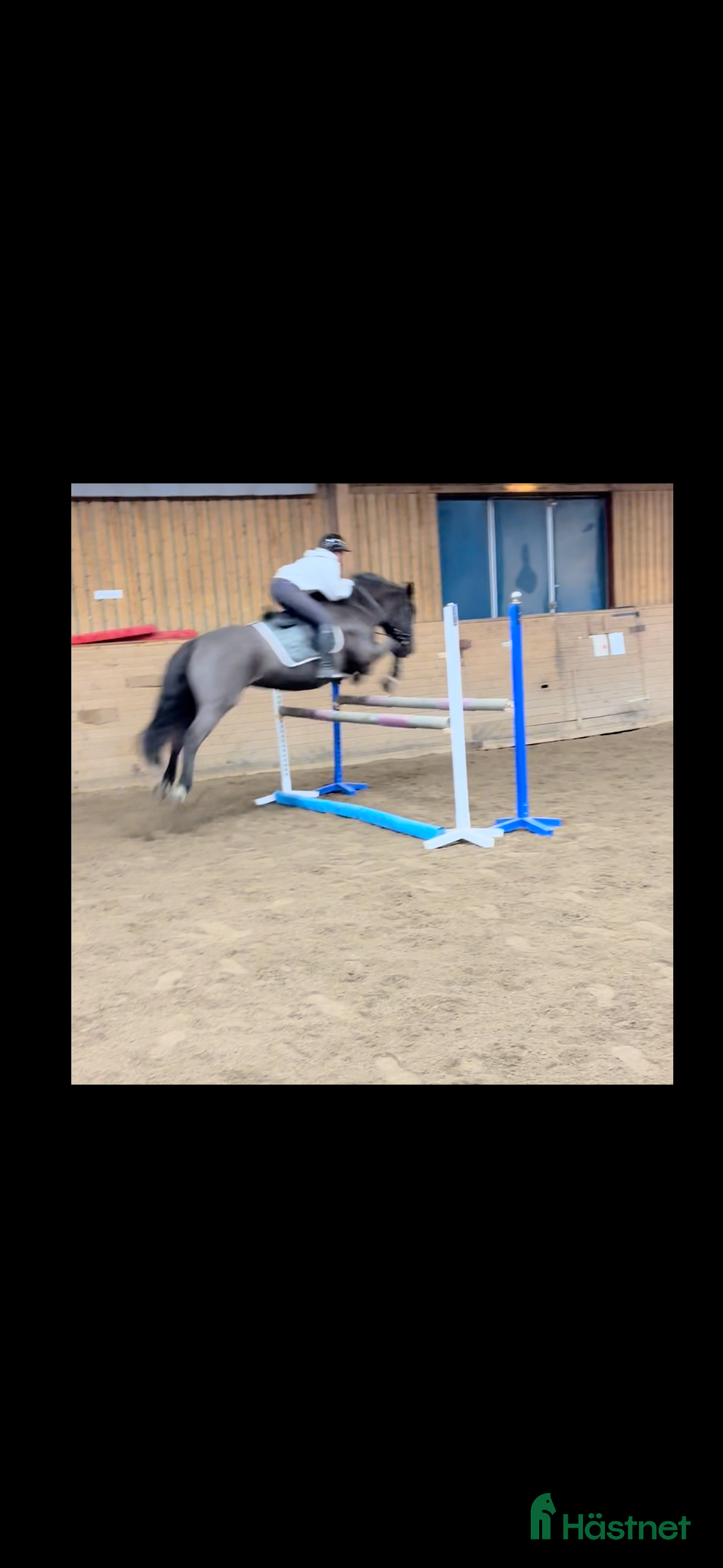  hästar Riktigt fin hoppglad ridhäst säljes  - Annons 1