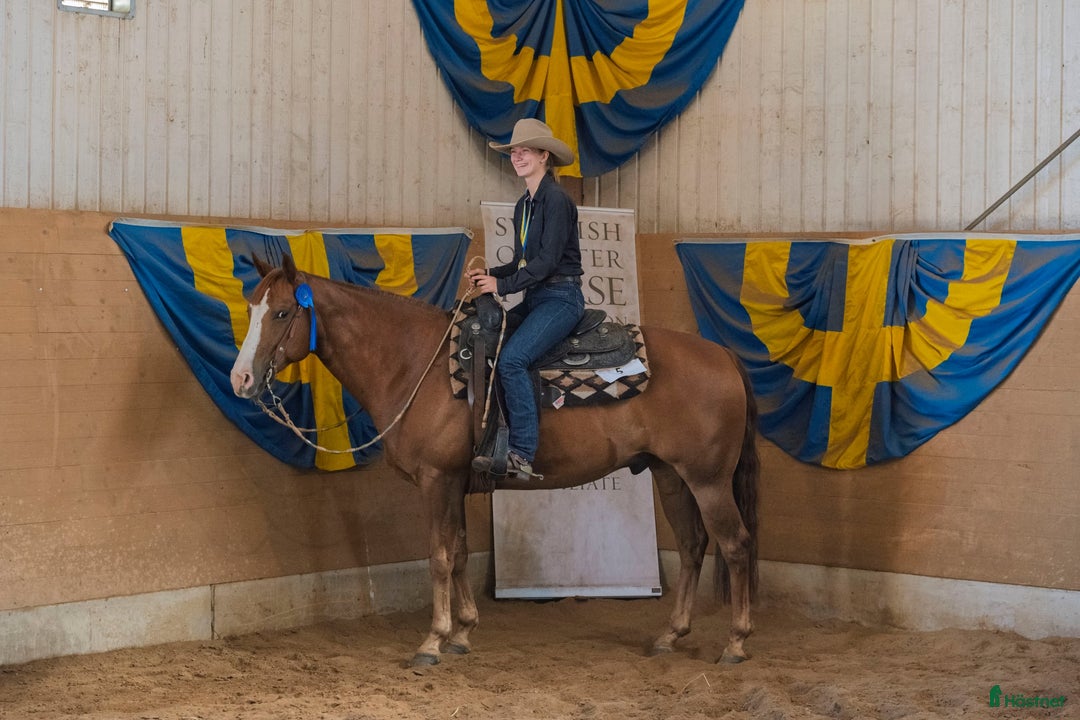 Western hästar till salu: 💎Charmig och välriden tävlingshäst 💎 i Varberg - Annons 4
