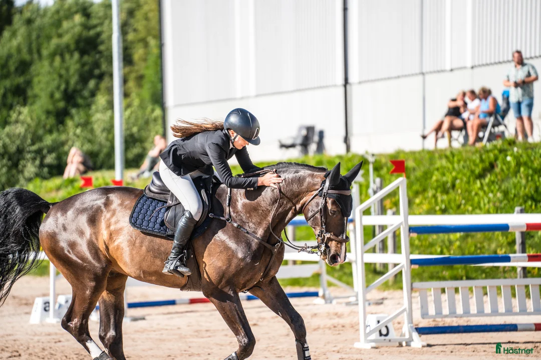 Hoppning hästar till salu: Rutinerad hopphäst med kapacitet i Sörberge - Annons 2