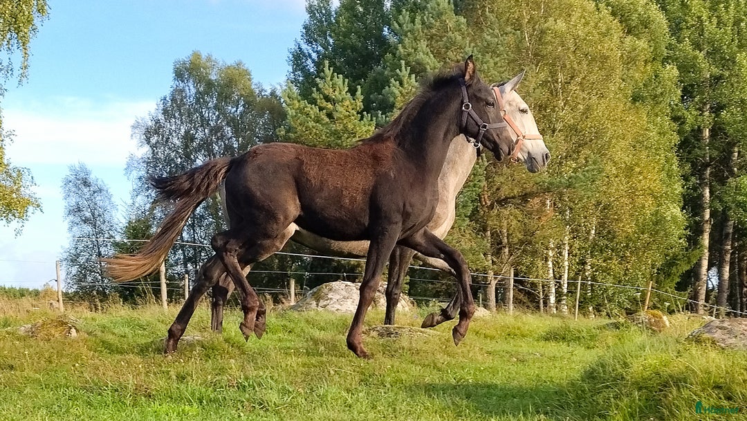 Allround hästar till salu: Forma din pärla själv i Kättilstorp - Annons 2