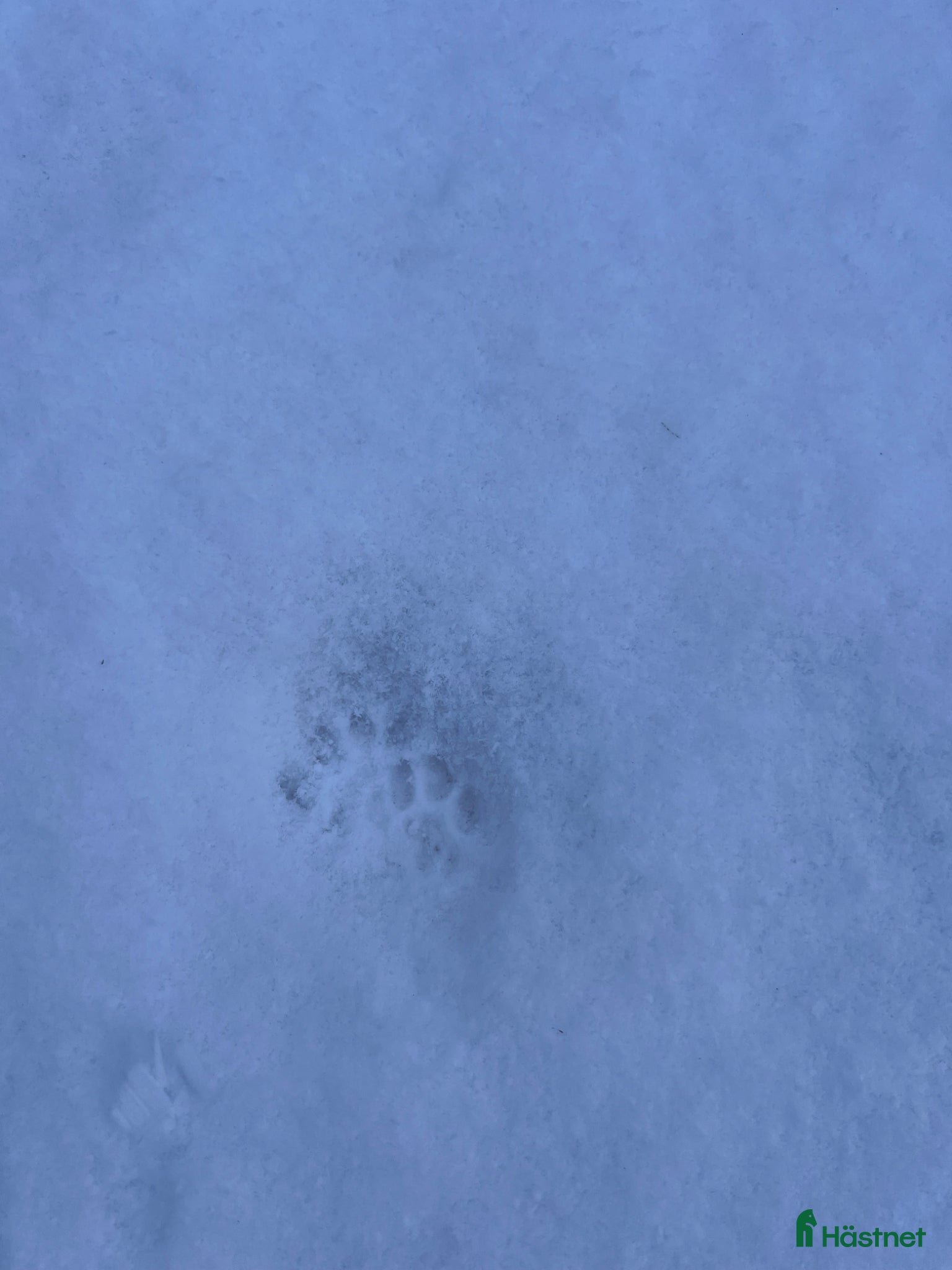  hästar Barnponny sökes  - Annons 13