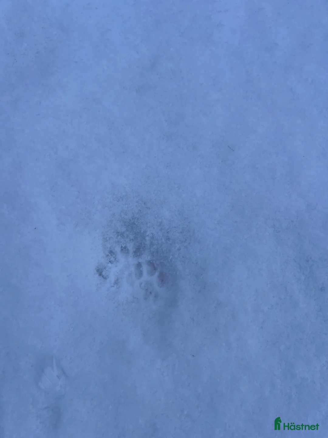 Övrigt hästar sökes: Barnponny sökes  - Annons 1