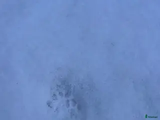 hästar Barnponny sökes - Annons 19