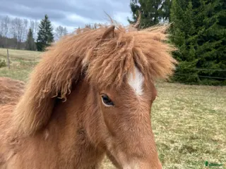 hästar Sto med spännande stam i Lindesberg - Annons 8