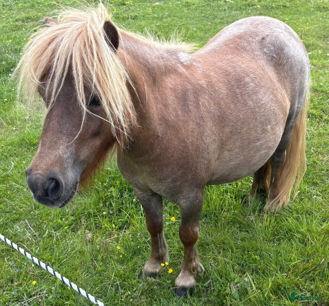 Avelshästar hästar till salu: Tillfälle - Annons 2