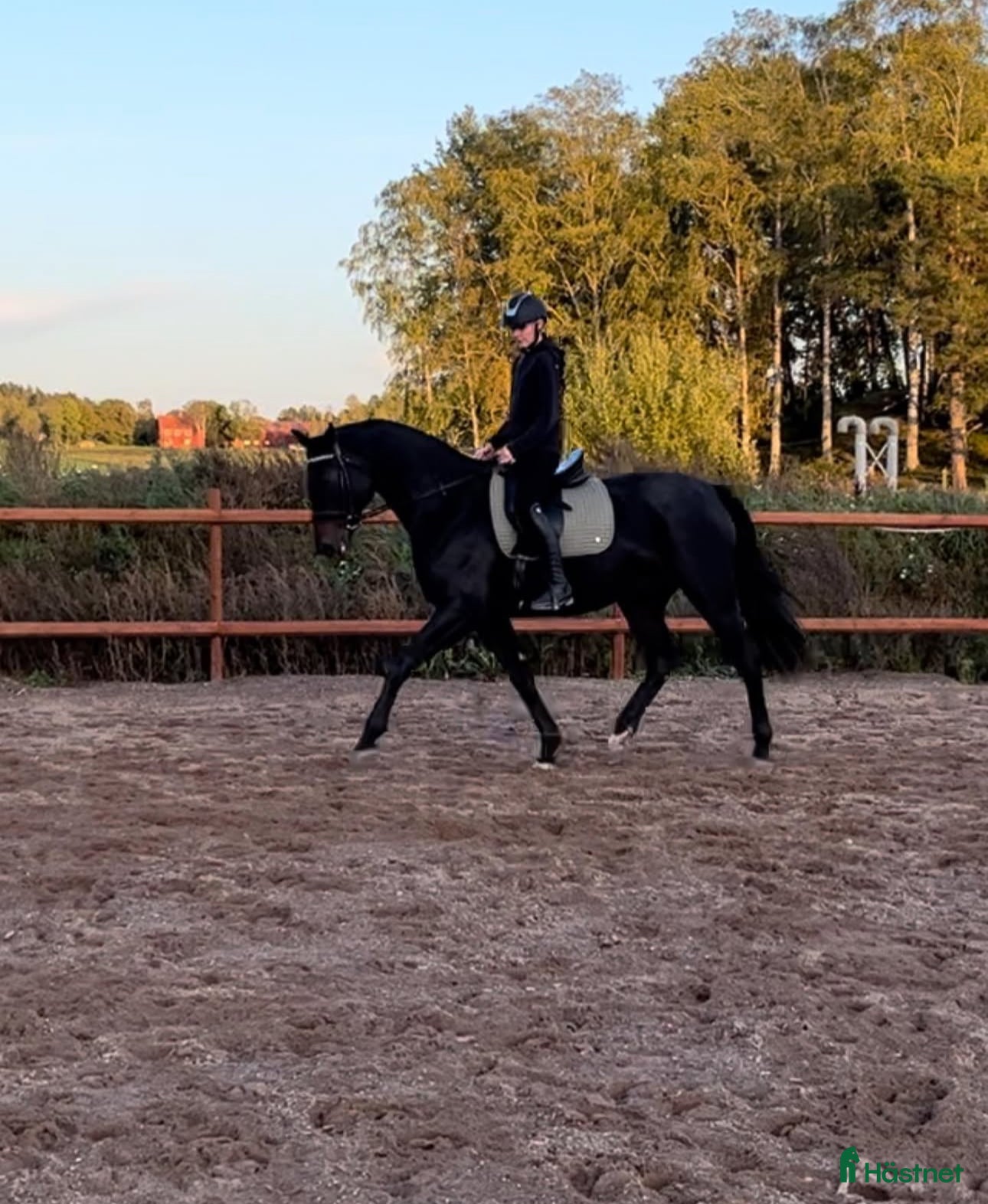  hästar Oslipad diamant - Annons 1