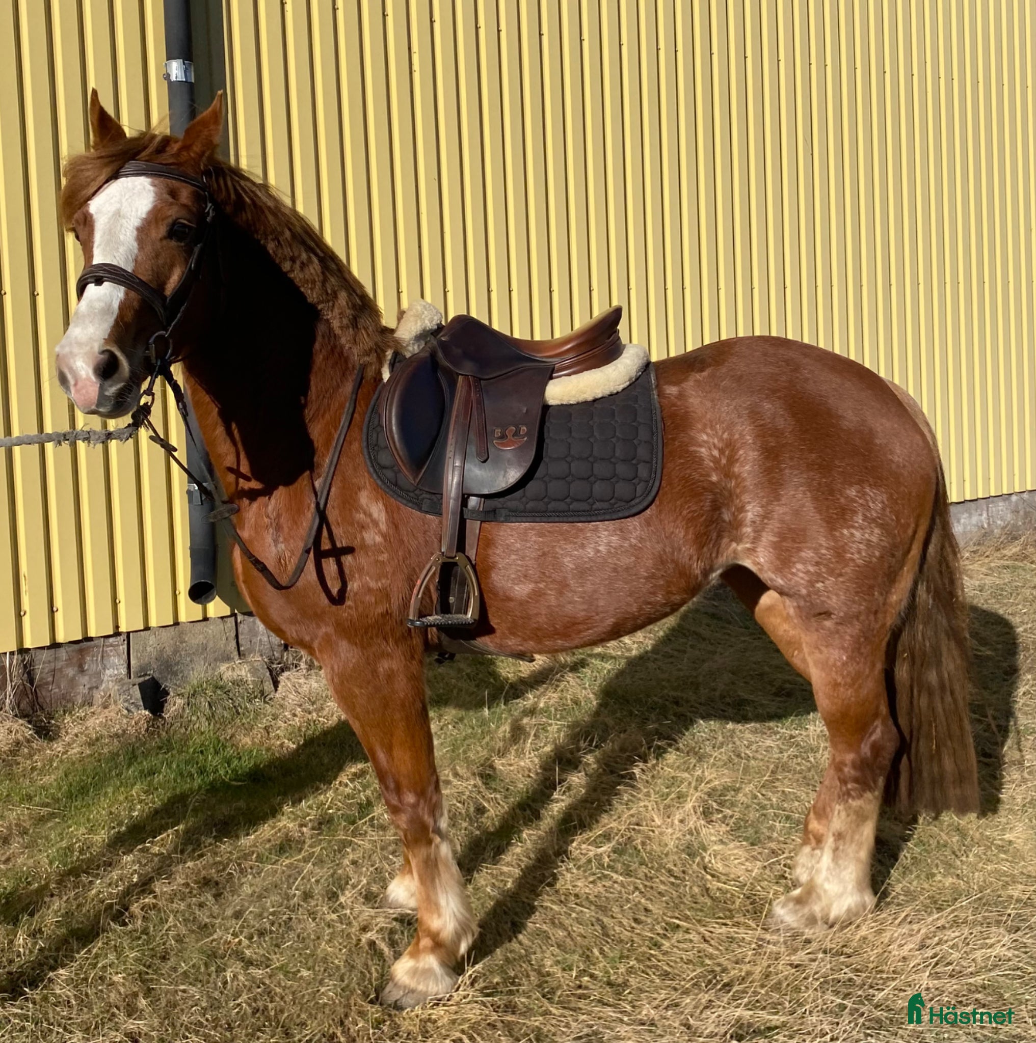  hästar Trevlig allroundponny - Annons 2