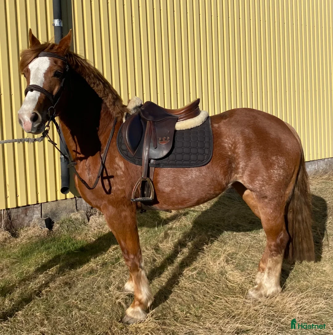 Allround hästar till salu: Trevlig allroundponny - Annons 2