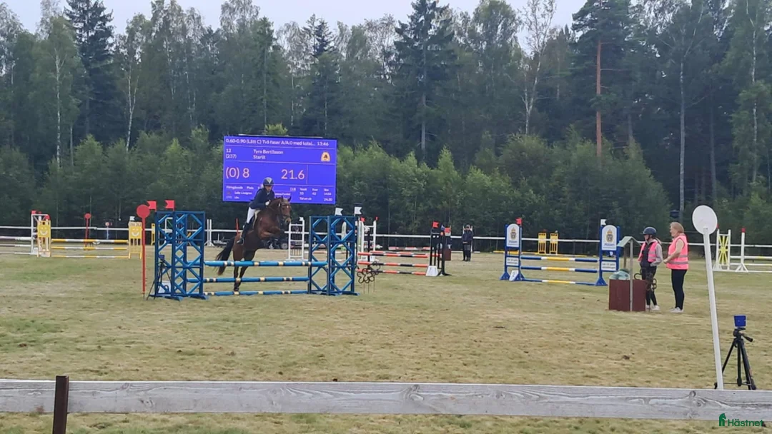 Allround hästar till salu: Snygg sportponny  - Annons 2