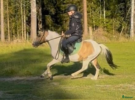  hästar Fin formbar B-ponny till salu  - Annons 11