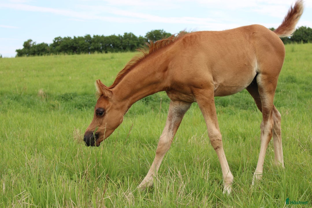 Allround hästar till salu: Smuk Ox araber hingst i Broby kommun - Annons 5