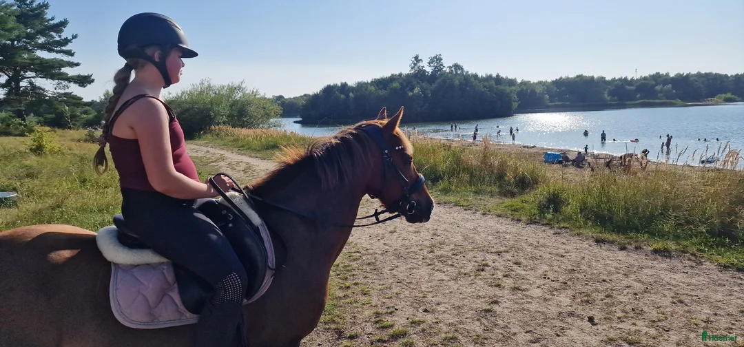 Hoppning hästar till salu: Supersnäll Maxad B ponny  - Annons 8