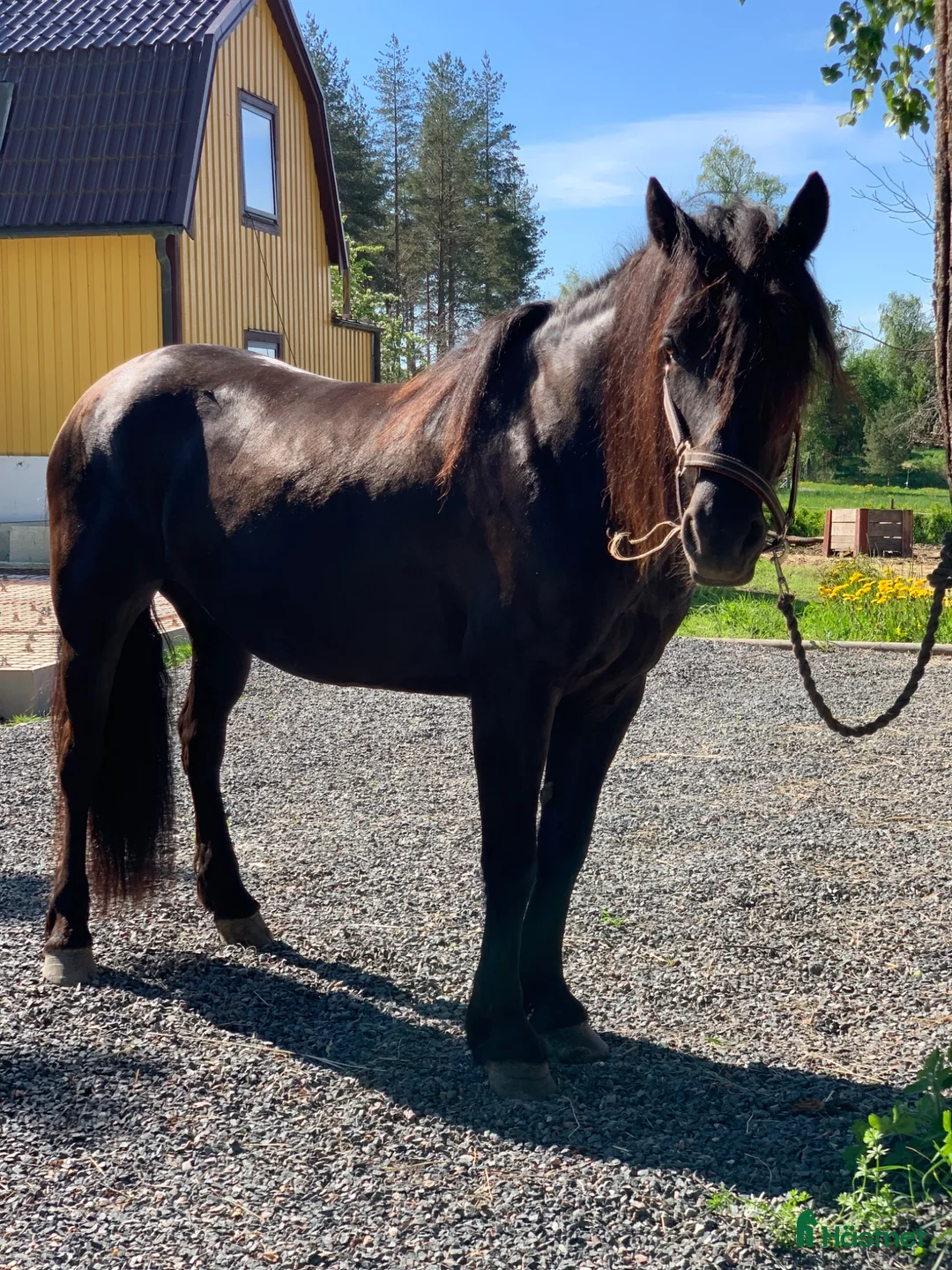 Övrigt hästar till salu: Säljes kallblod sto ridhädt  - Annons 2