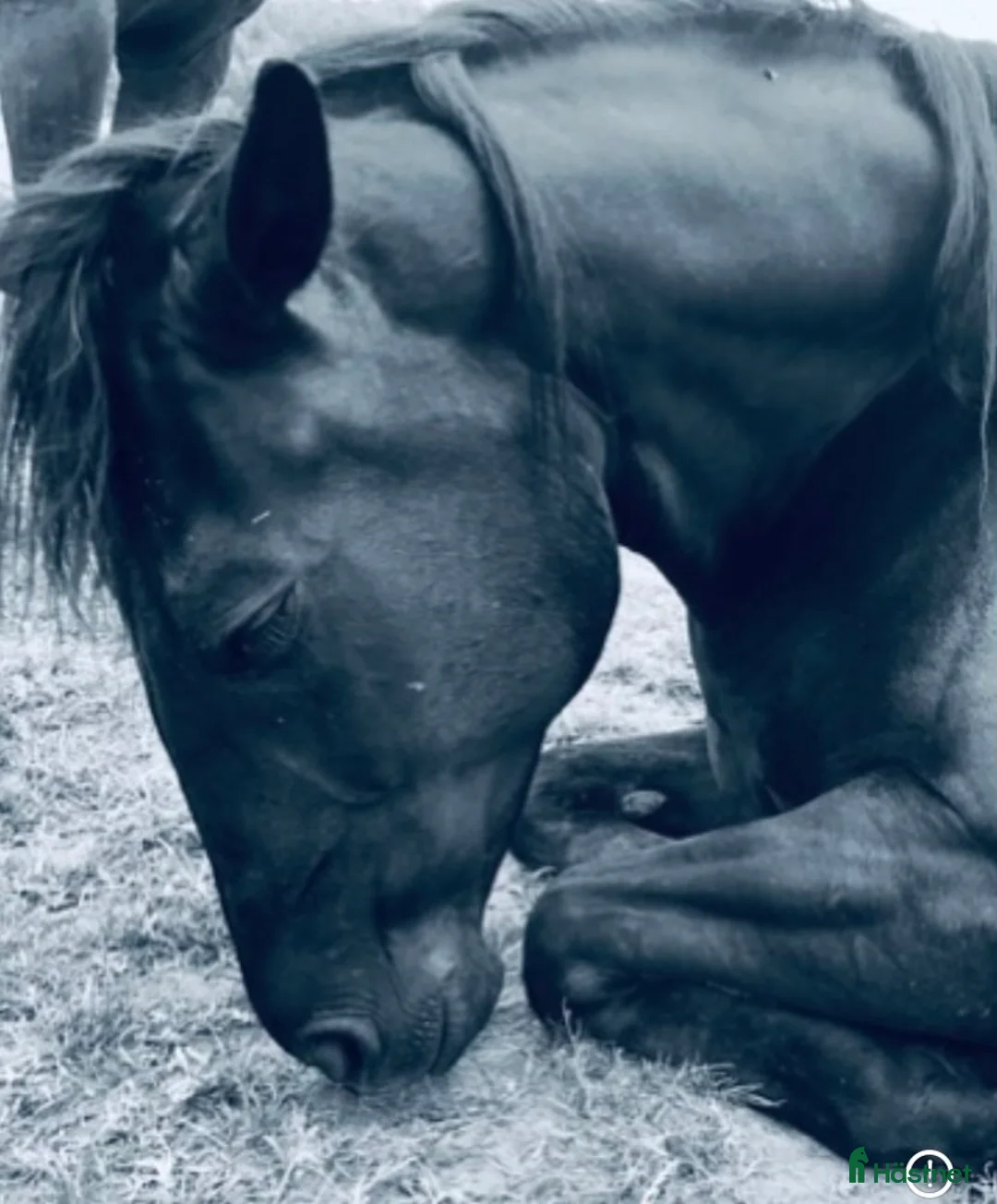 Allround hästar till salu: Två underbara ston säljes tillsammans i Ätran - Annons 7