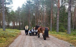 Allround hästar till salu: Bruksnordsvensk i Vikarbyn - Bild 5