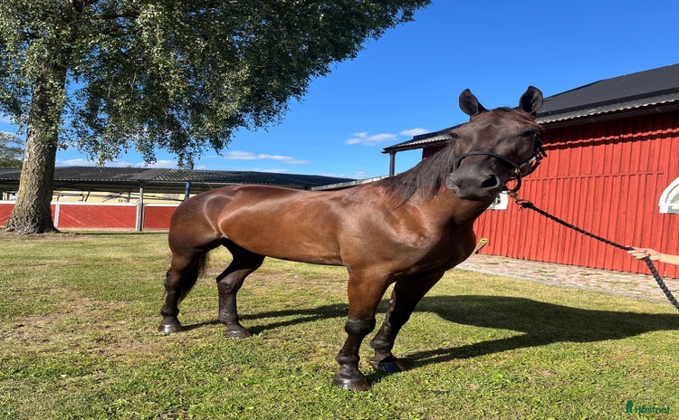  hästar i Enköping - Annons 15