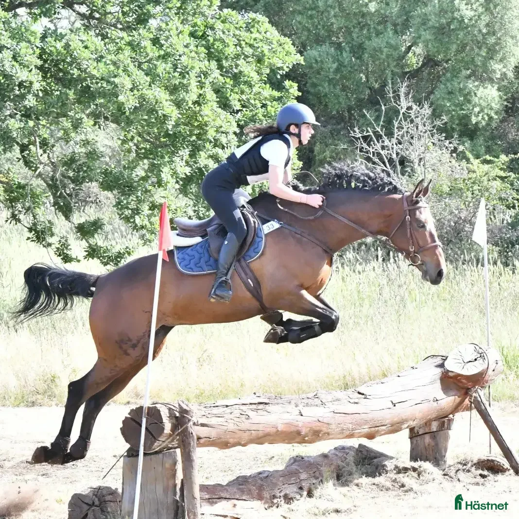  hästjobb Working with Connemara ponies in Ireland - Annons 3