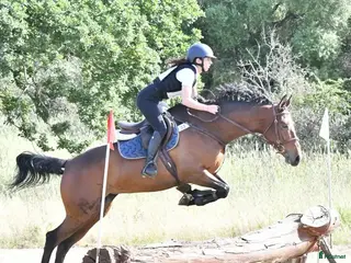 hästjobb Working with Connemara ponies in Ireland - Annons 3