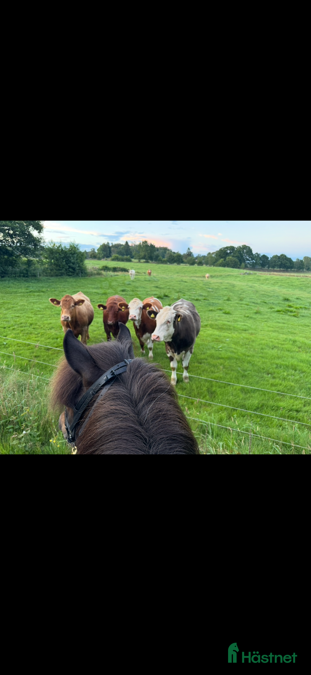 Island hästar till salu: Vacker Valack.  i Påarp - Annons 4