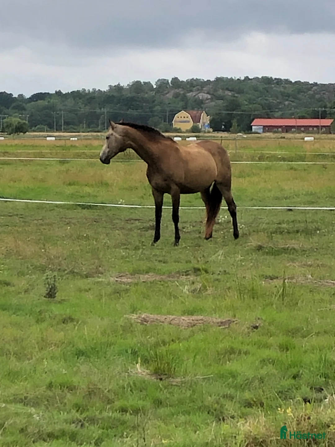 Avelshästar hästar till salu: Raviona - MSV A sto med högt avelsvärde - Annons 3
