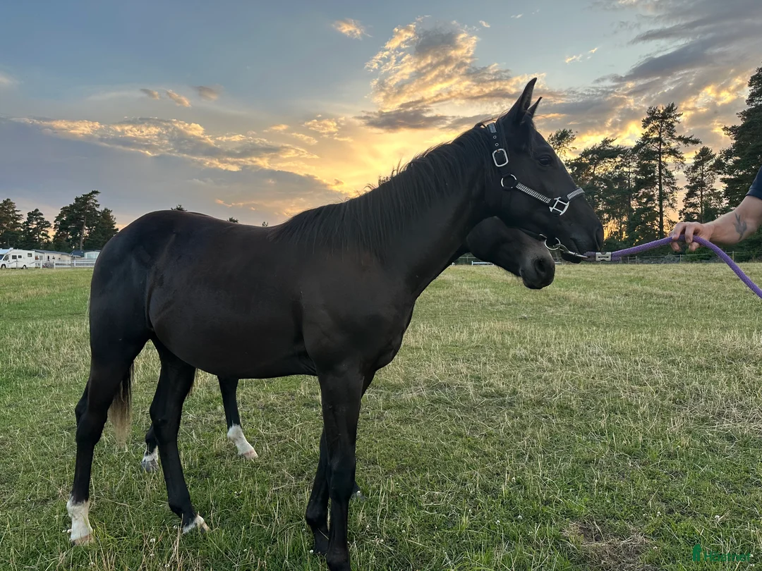 Western hästar till salu: Framtida Reining/cowhorse 💫 ev. Byte - Annons 3