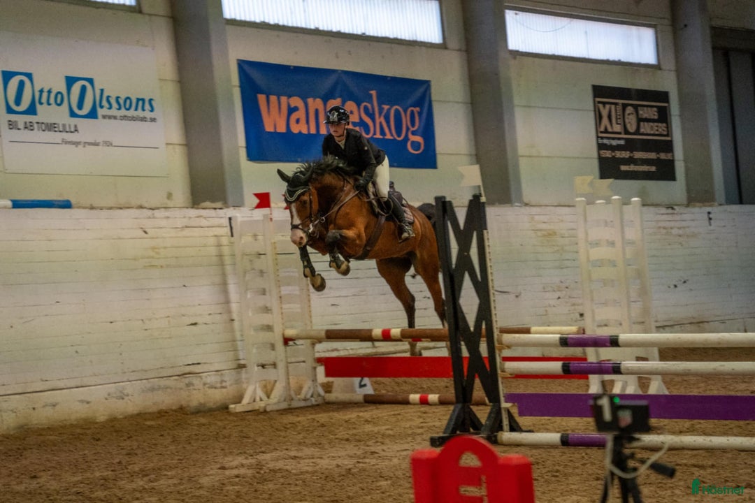 Hoppning hästar till salu: Fin hopphäst i Höllviken - Annons 2