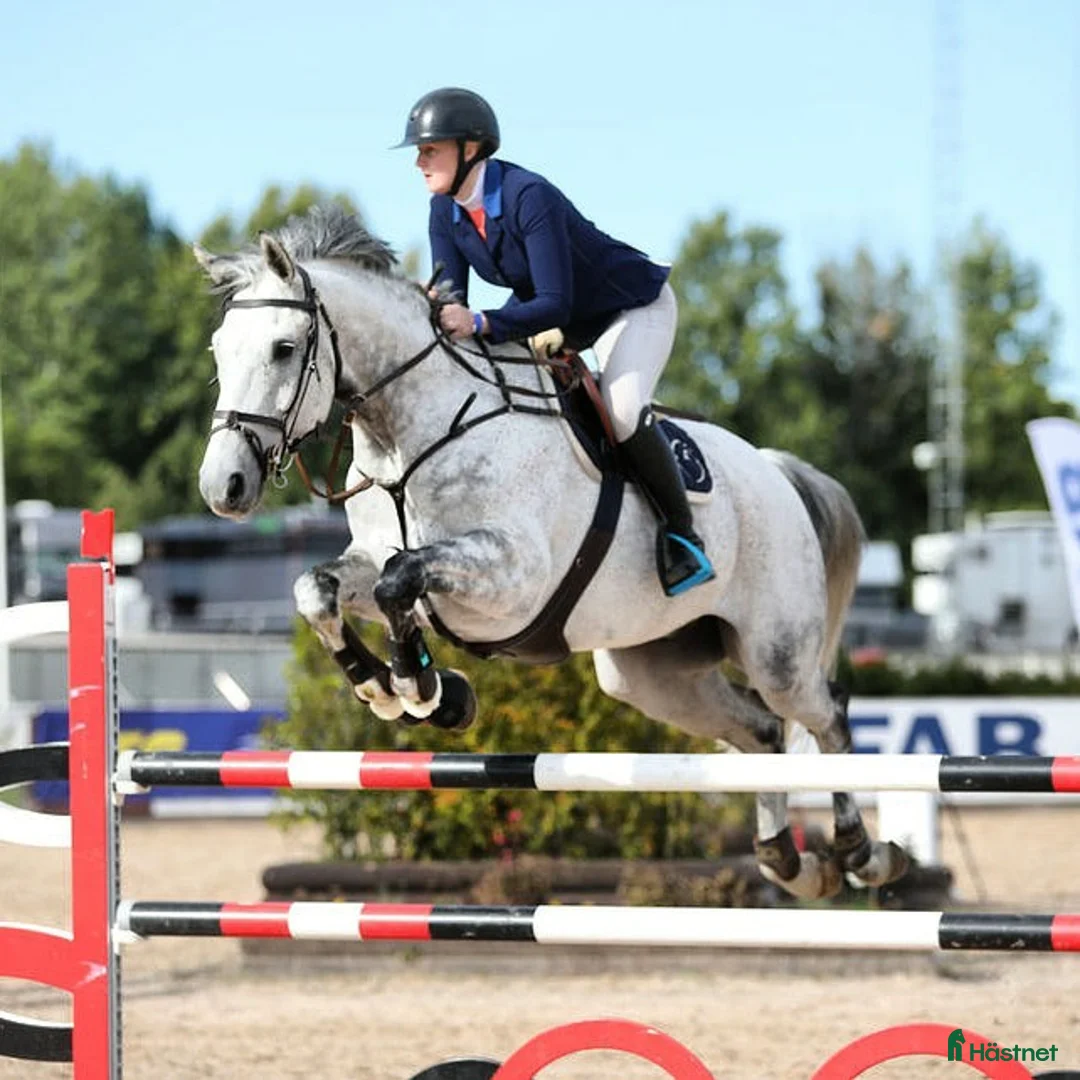  hästservice finnes: Samarbete sökes  i Mariefred - Annons 2