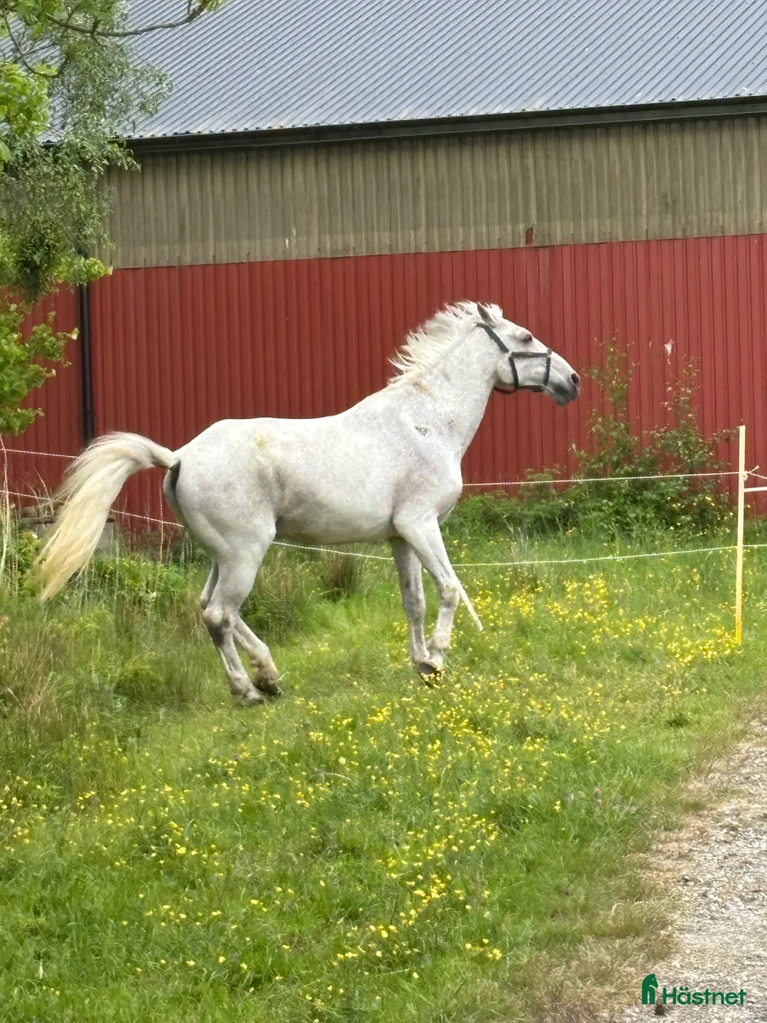  foderhäst finnes: Trevligt äldre halvblod på foder i Mölndal - Annons 11