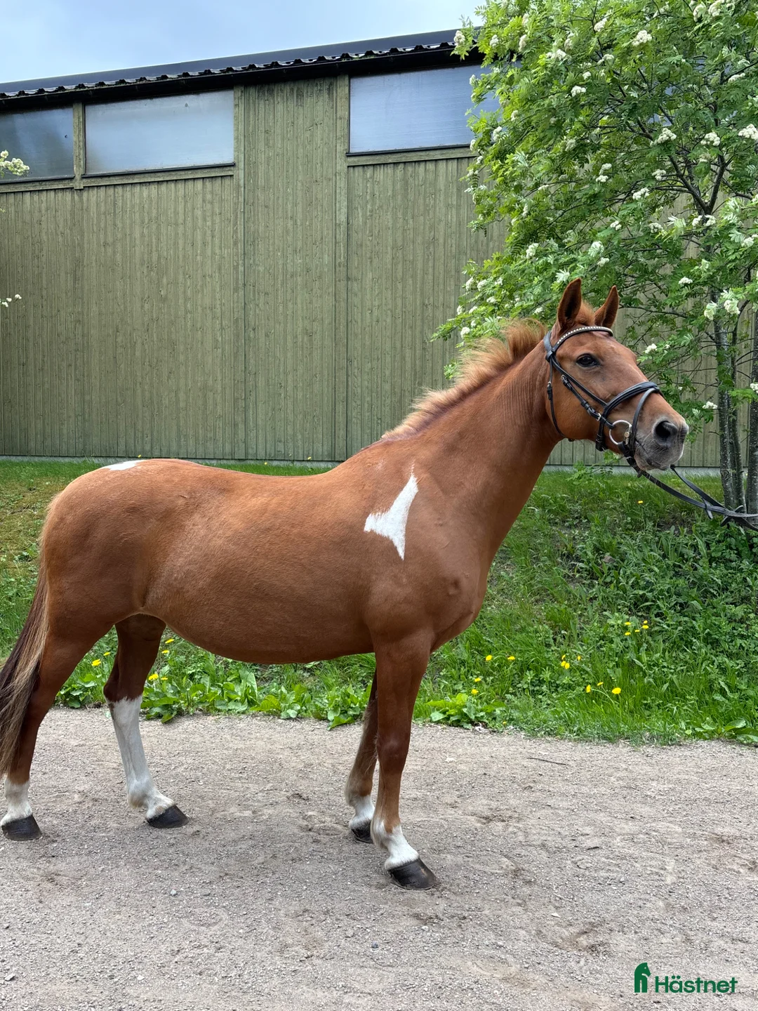 Allround hästar till salu: Söt trevlig ponny  - Annons 1
