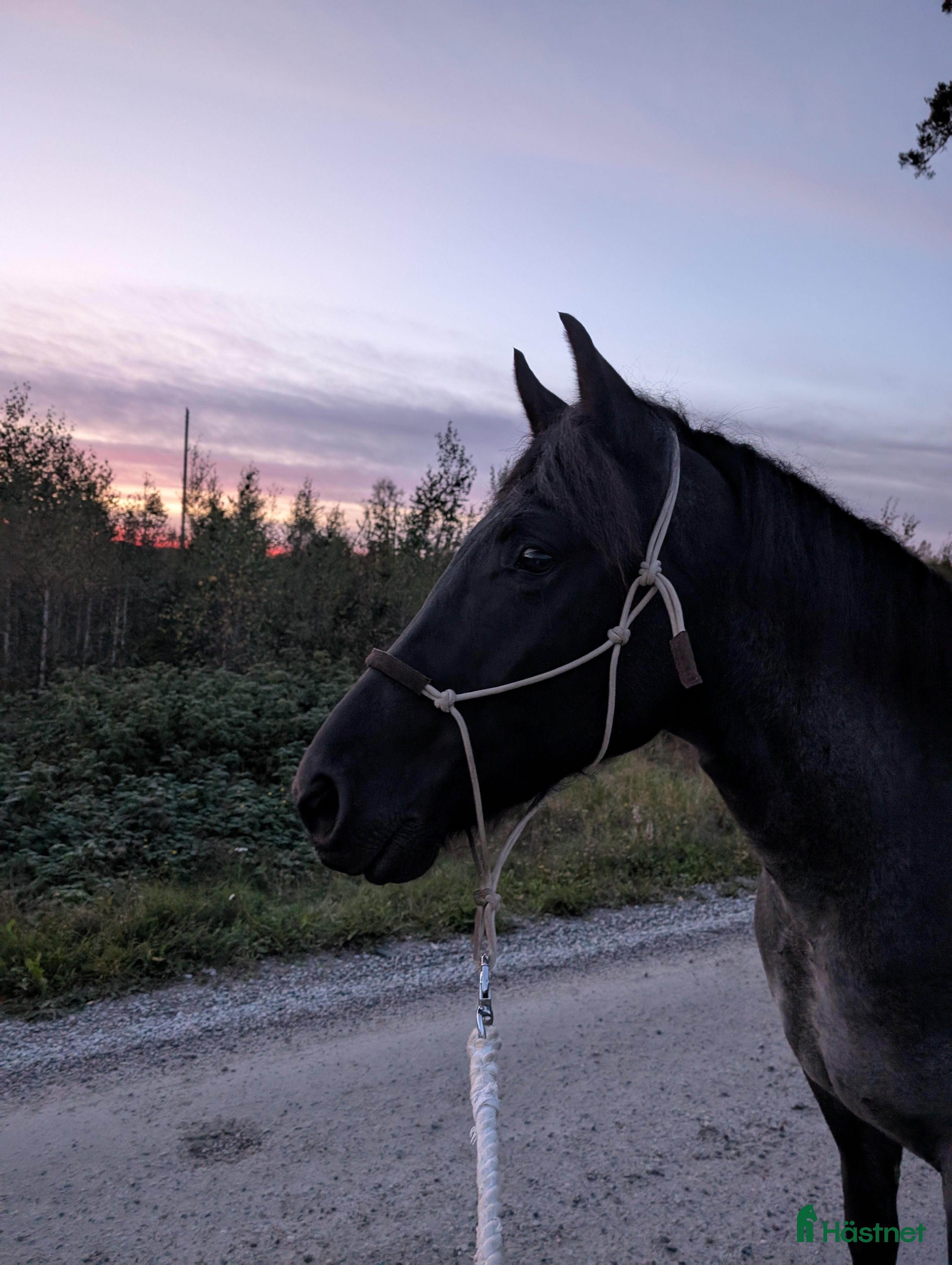  medryttarhäst finnes: Medryttare sökes till min unghäst  i Fjugesta - Annons 3