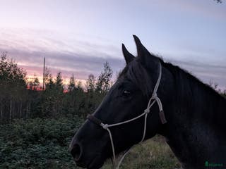 medryttarhäst finnes: Medryttare sökes till min unghäst i Fjugesta - Annons 3
