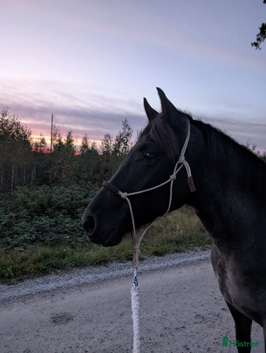  medryttarhäst finnes: Medryttare sökes till min unghäst  i Fjugesta - Annons 1